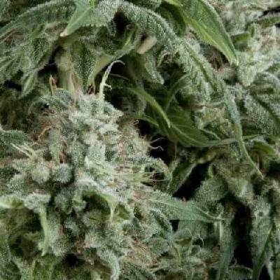 Pyramid Seeds AUTO Northern Lights semena neobsahují THC 5 ks