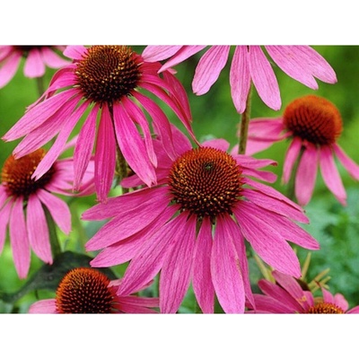 Echinacea purpurová Magnus