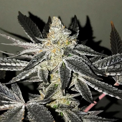 R-Kiem Seeds 2y2 semena neobsahují THC 10 ks