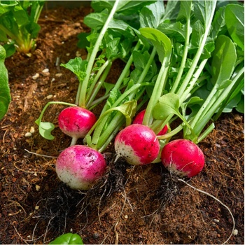 Reďkovka Duo - Raphanus sativus - semená reďkovky - 200 ks