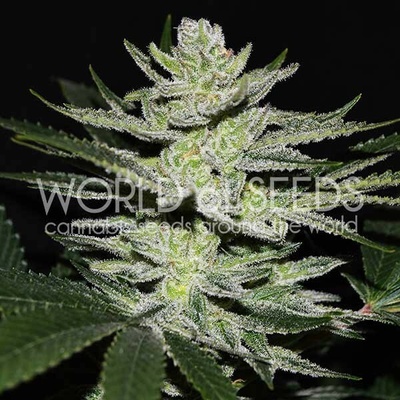 World of Seeds Chocolate Thai OG semienka neobsahujú THC 3 ks