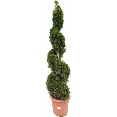 Tuja západná Smaragd, špirála, výška 160-180 cm, kvetináč 24 l