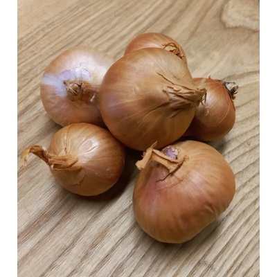 Cibule šalotka Biztro Allium cepa prodej cibulek 250 g