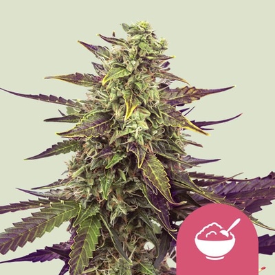 Royal Queen Seeds Cereal Milk semienka neobsahujú THC 10 ks