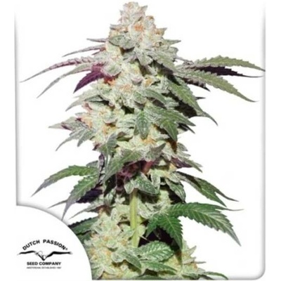 Dutch Passion Skywalker Haze semena neobsahují THC 3 ks
