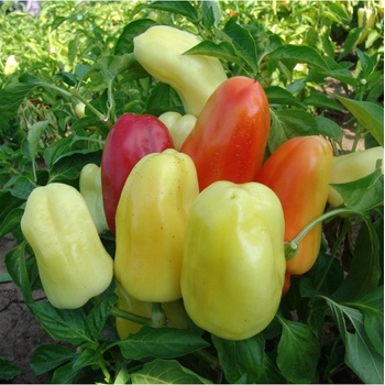 Paprika Boneta - Capsicum annuum - semená papriky - 20 ks