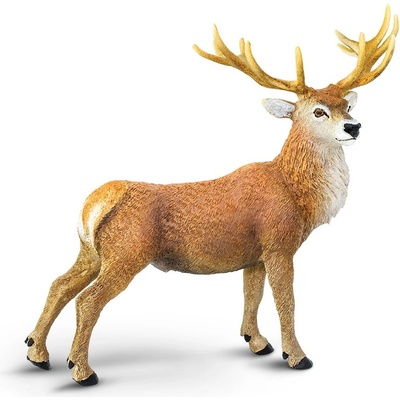 Safari Jeleň lesný