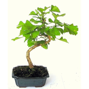bonsai - pamodřín (Pseudolarix sp.) 784-M