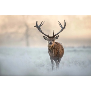 DIMEX ART Флизелинов фототапет благороден елен 375 x 250 см