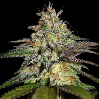 G13 Labs Seeds Blueberry Gum semena neobsahují THC 5 ks