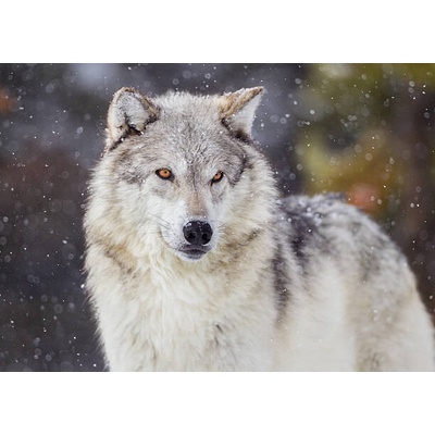 Plakát, Obraz - Wolf in Winter Snow, KenCanning, 40 × 30 cm