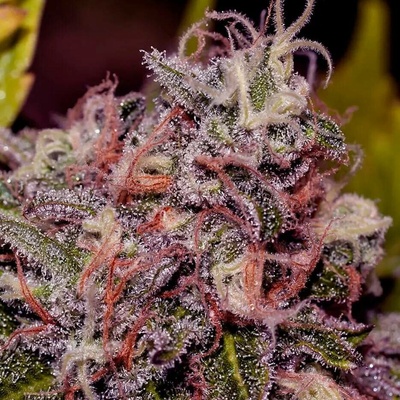 Positronics Caramelice semena neobsahují THC 3 ks