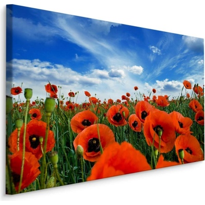Plátno Kvetoucí Máky Na Louce 3D Varianta: 100x70