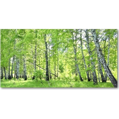 Foto obraz fotografie na skle Břízová les 100x50 cm