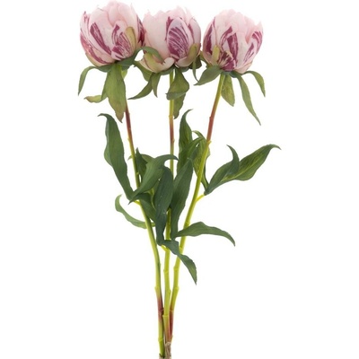 Paeonia - Pivoňka 'Marlie' svazek 3 ks růžový 48 cm