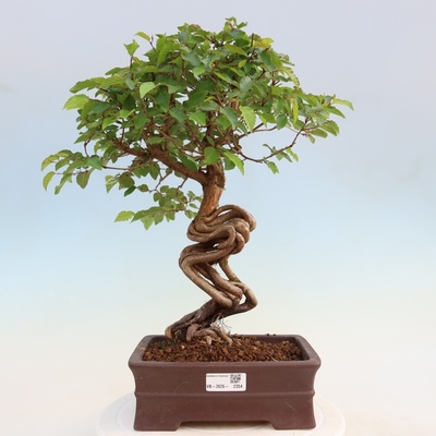 e-bonsai Venkovní bonsai -Carpinus coreana - Habr korejský
