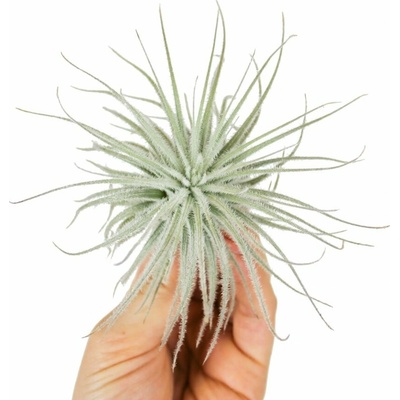 Tillandsia tectorum Malá
