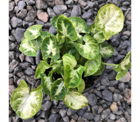 Syngonium pixie