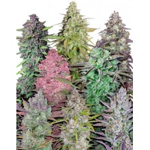Mix Pack Auto Fast Buds Semena neobsahují THC 5 ks