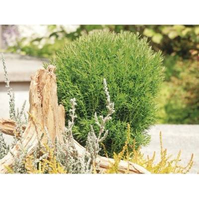 Tuja západná FloraSelf Thuja occidentalis 'Teddy' 15-20 cm kvetináč 1,5 l
