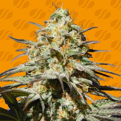 Original Sensible Seeds Black Orchid semienka neobsahujú THC 10 ks