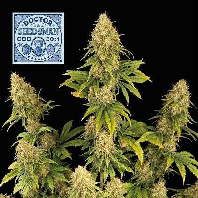 Seedsman Doctor Seedsman CBD 30:1 semena neobsahují THC 3 ks