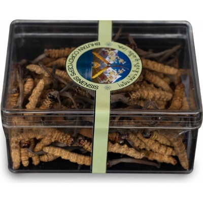 Bhután/Špeciál Divoký Cordyceps pravý Sinensis 5 g Bhután CORDYCEPS: Kvalita D