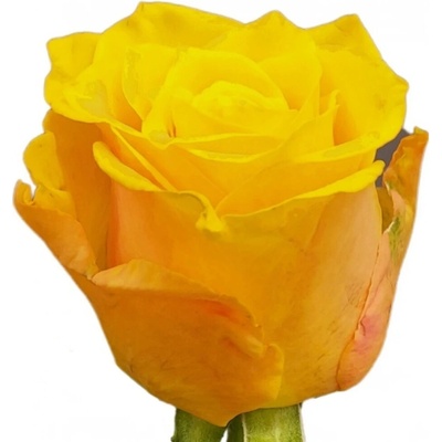 Žlutá růže SONRISA 50cm (M)