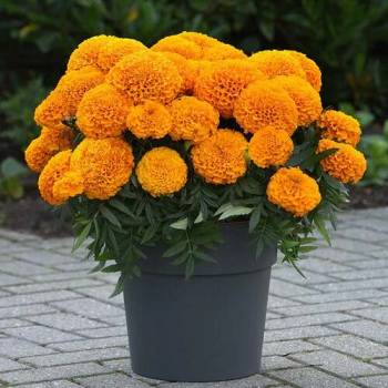 Image 1 of Seklos Тагетес Клинтон Tagetes Erecta Clinton