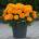 Seklos Тагетес Клинтон Tagetes Erecta Clinton