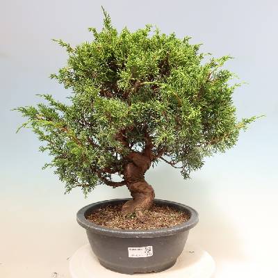 e-bonsai Venkovní bonsai - Juniperus chinensis Itoigawa-Jalovec čínský