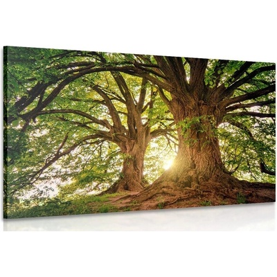 Obraz majestátní stromy - 40x30
