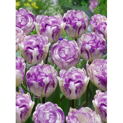 DOUBLE SHIRLEY - BÍLO FIALOVÝ TULIPÁN Množství cibulek v jednom balení: 5 ks – Zboží Dáma