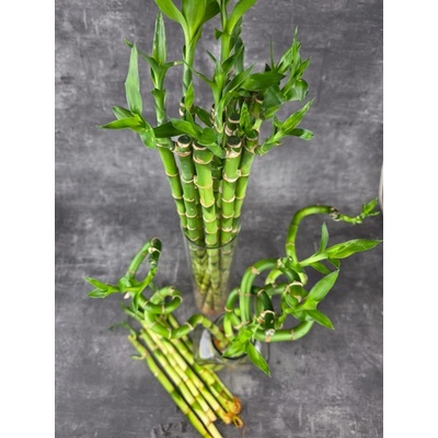 Bambus LUCKY BAMBOO 30 cm rovný (Dracena, dracaena)