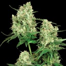 Sensi Seeds Maple Leaf Indica regular semena neobsahují THC 10 ks