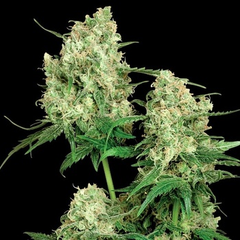 Sensi Seeds Maple Leaf Indica regular semena neobsahují THC 10 ks