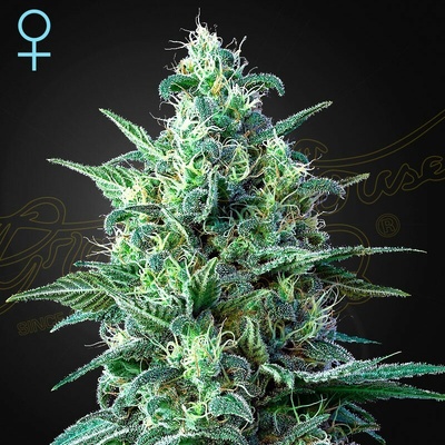 Green House Seed White Widow Auto CBD semienka neobsahujú THC 10 ks