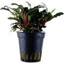 Bucephalandra sp. Red