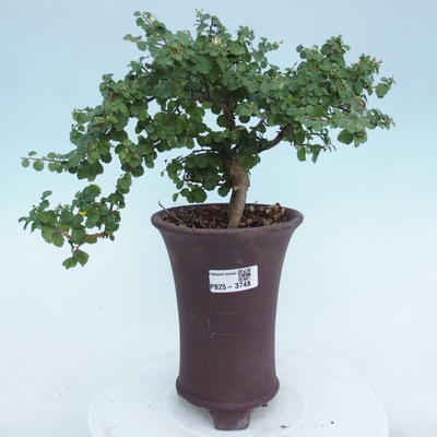 e-bonsai Pokojová bonsai - Grewia sp. - Grewie malolistá