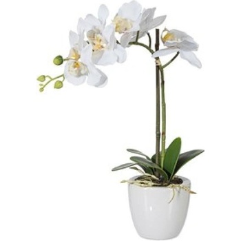 Orchidej PHALENOPSIS v. 33 cm Gasper