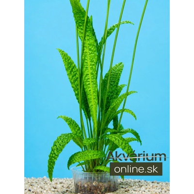 Cryptocoryne aponogetifolia 25-40 cm