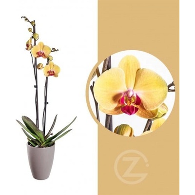 Orchidej Můrovec, Phalaenopsis Goldion, 2 výhony, žluto - vínová