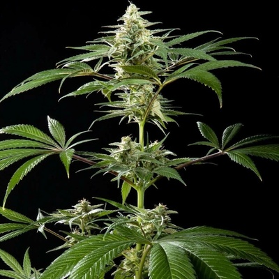 Philosopher Seeds CBD Rich Candy semena neobsahují THC 5 ks
