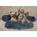 Petsofa pelech