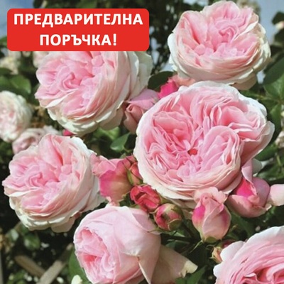 Tantau® Катерлива Роза Giardina®