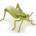 Papo Grasshopper