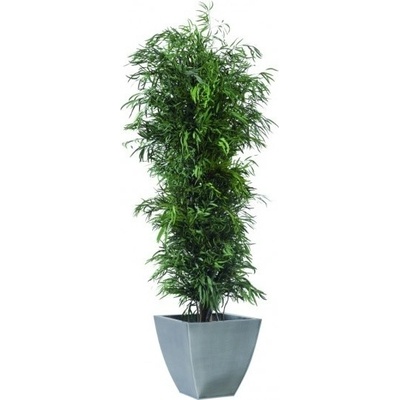 Nicoly tree 130 cm