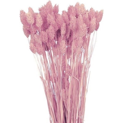 Sušený phalaris sv. růžový 80 g