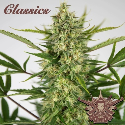 Buddha Seeds AUTO AK semena neobsahují THC 5 ks