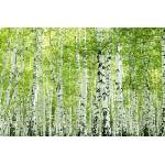 DIMEX ART Флизелинов фототапет пролетна брезова гора 375 x 250 см